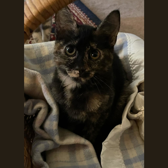 Photo of Tabitha Torti