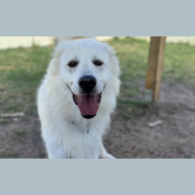 Photo of Buddy