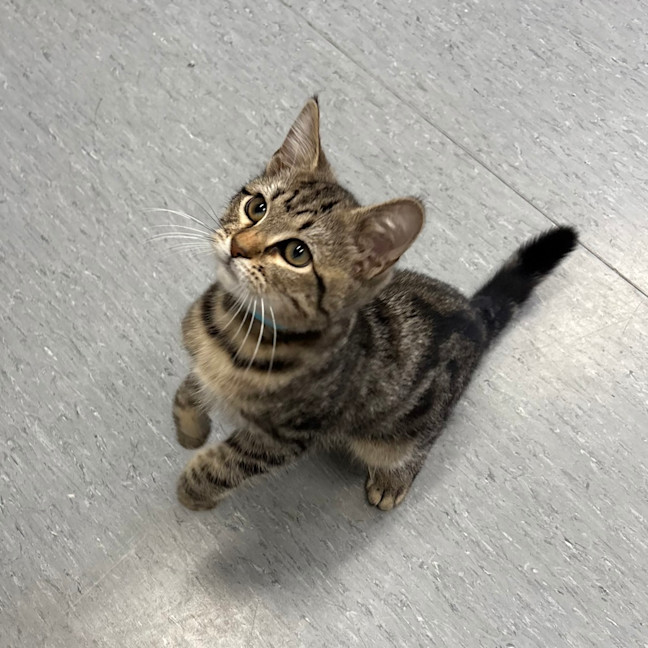 Photo of Scout