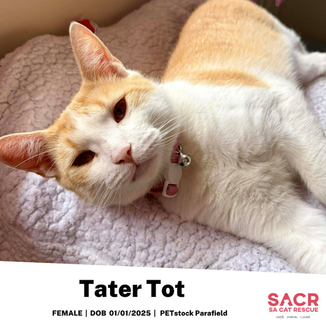 Photo of Tater Tot