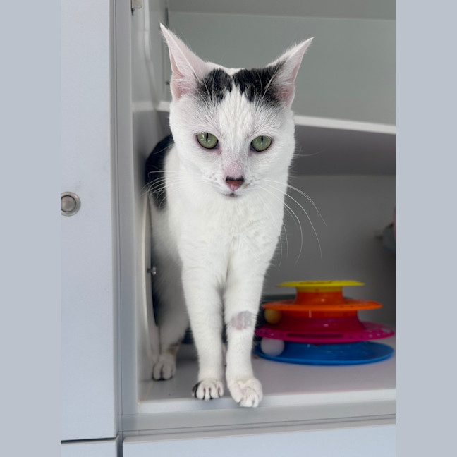 Photo of Snowy