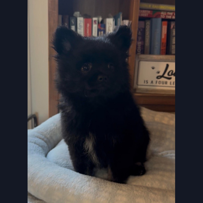 Photo of Pommie