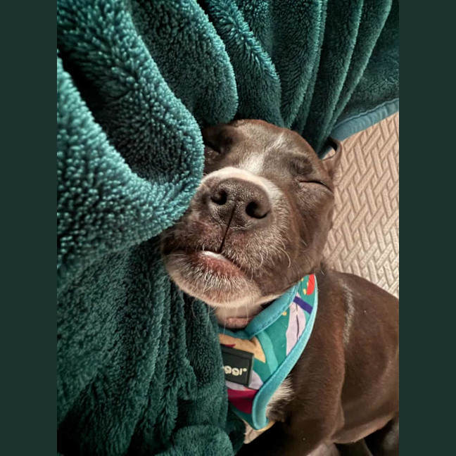 Photo of Lola   10 Week Old Boxer X