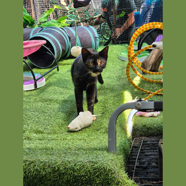Photo of Ember