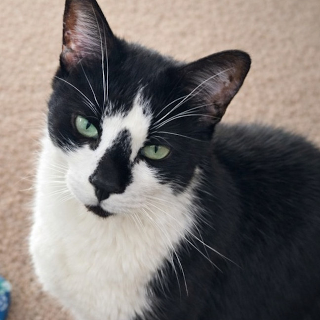 Photo of Ariki* 9 Lives Project Rescue*