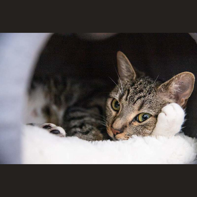 Photo of Nala