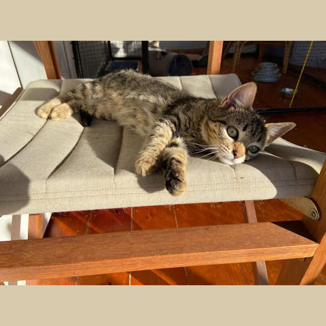 Photo of Dawson ^^Dandy Cat Rescue^^