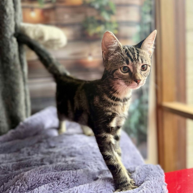 Photo of Blossom   Meet Me At Ivanhoe East Vet Clinic