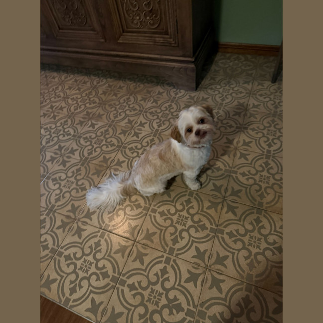 Photo of Brandy   1 Year Old Shih Tzu X