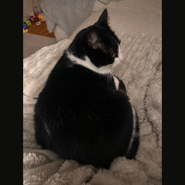 Photo of Arlo