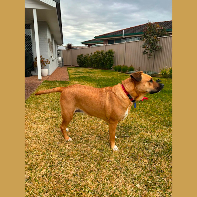 Photo of Brandi   3 Year Old Staffy X Shar Pei