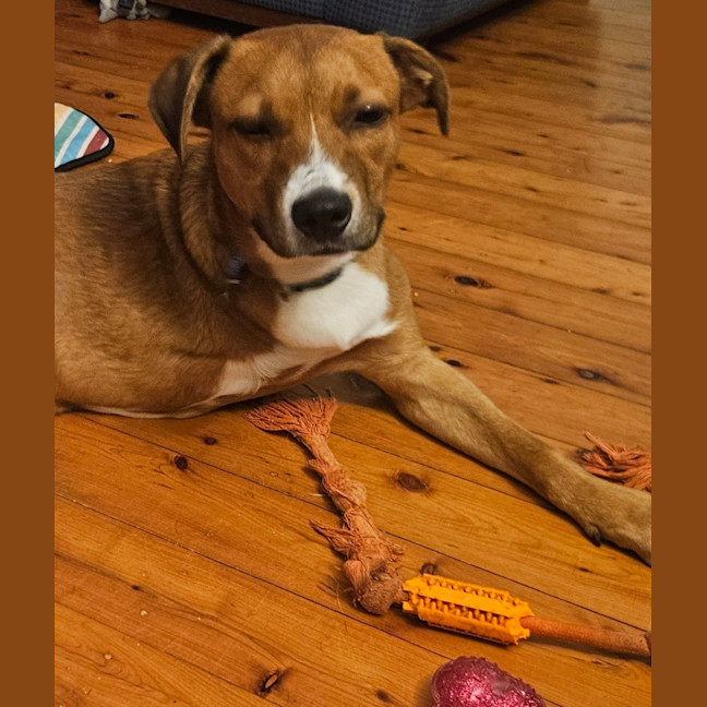 Photo of Croissant   9 Month Old Mixed Breed