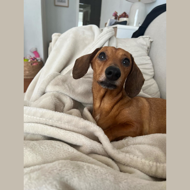 Photo of Frankie Girl