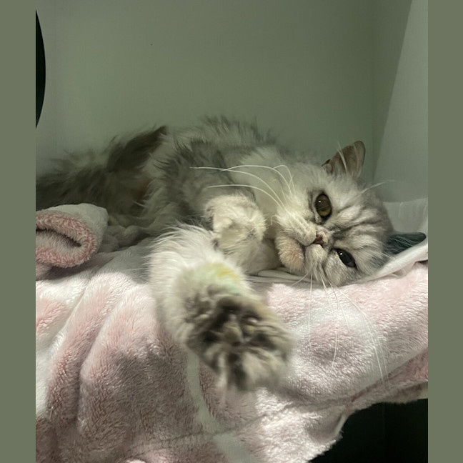 Photo of Melba