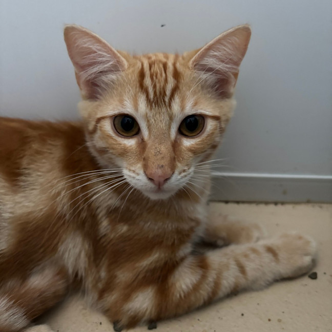 Photo of Pappardelle