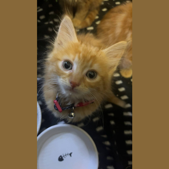 Photo of Matzo   Located In Pakenham