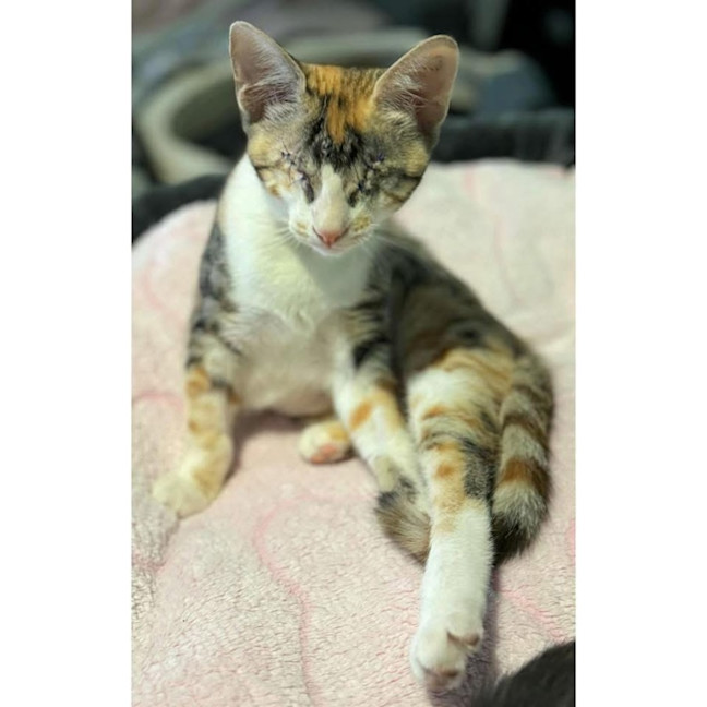 Photo of 11872   Volvo