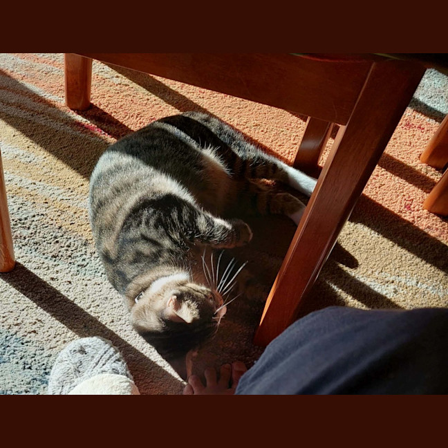 Photo of Chip