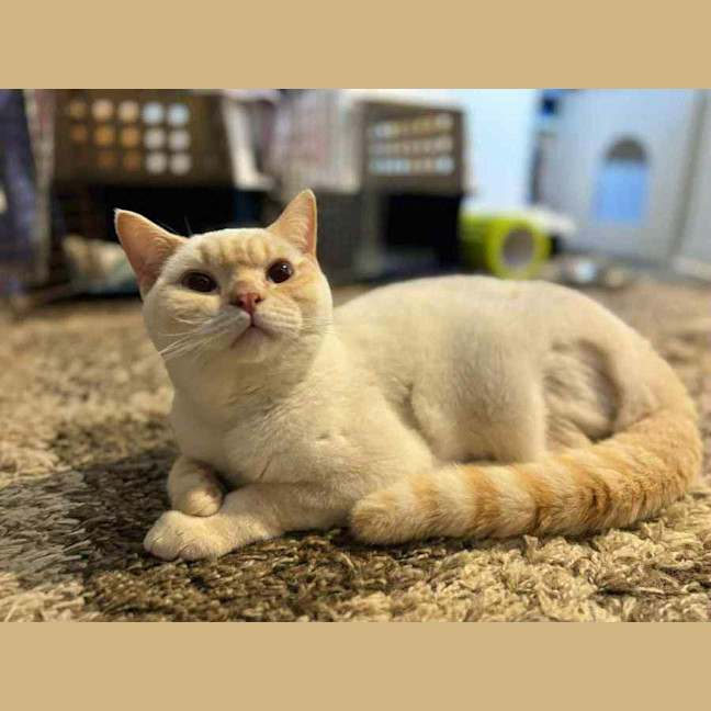 Photo of Strudel