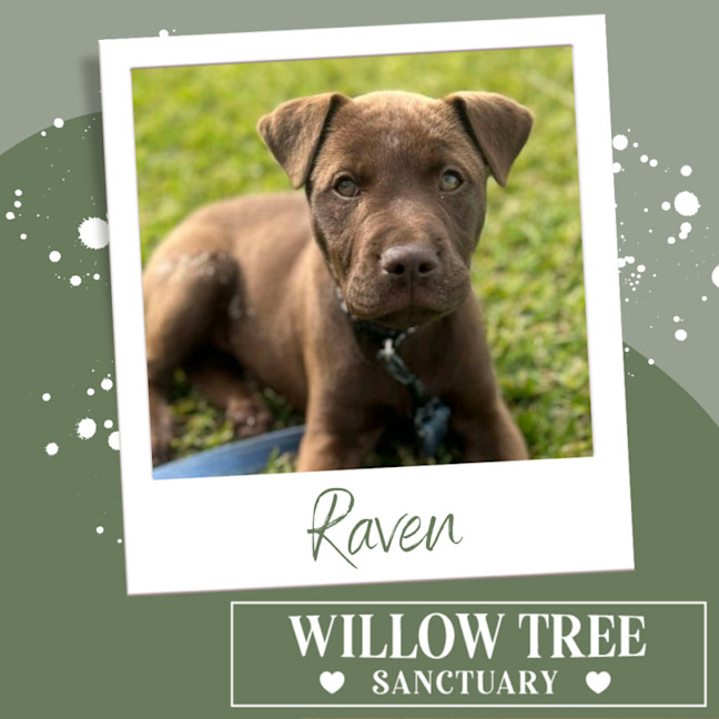 Photo of Raven