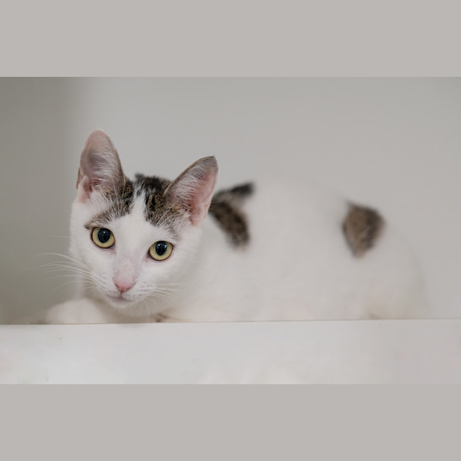Photo of Kora