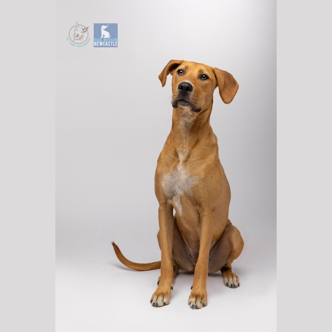 Photo of Bindi   1 Year Old Labrador X (Trial)