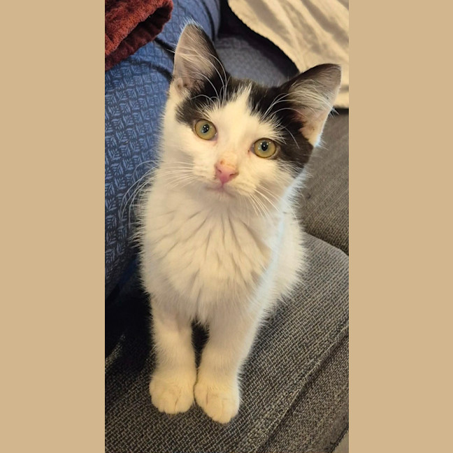 Photo of Jessie *9 Lives Project Rescue*