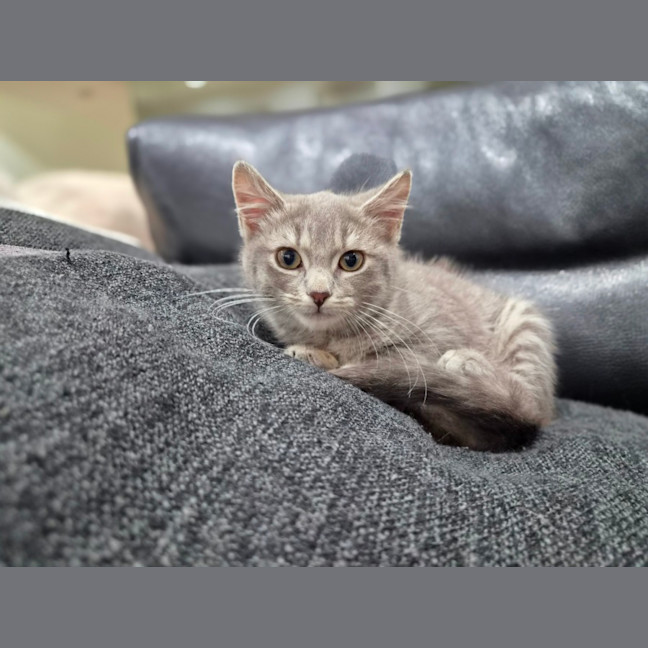 Photo of Boo