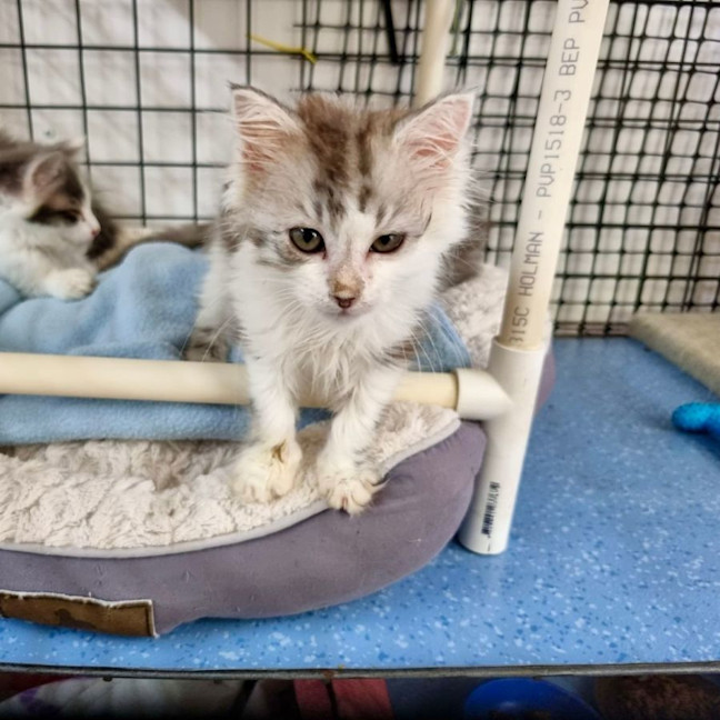 Photo of Tiny Dancer