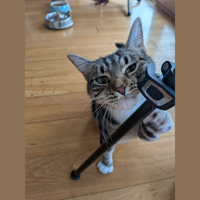 Photo of Peaches