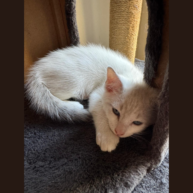 Photo of Hendrix