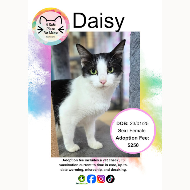 Photo of Daisy