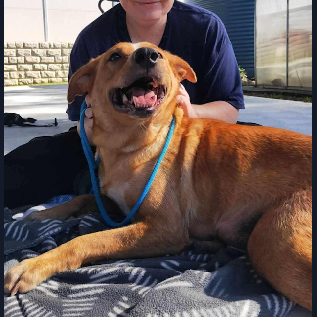 Photo of Phoebe   4 Year Old Cattle Dog X