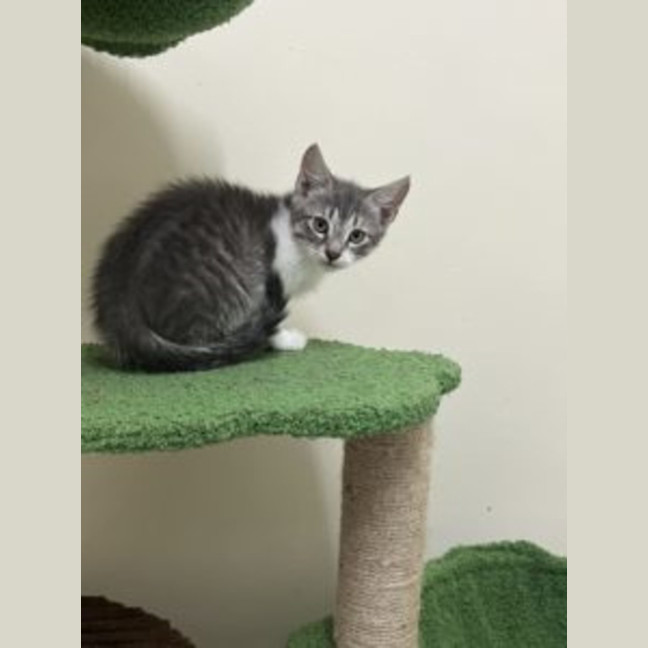 Photo of Tinker