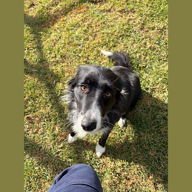 Photo of Lassie