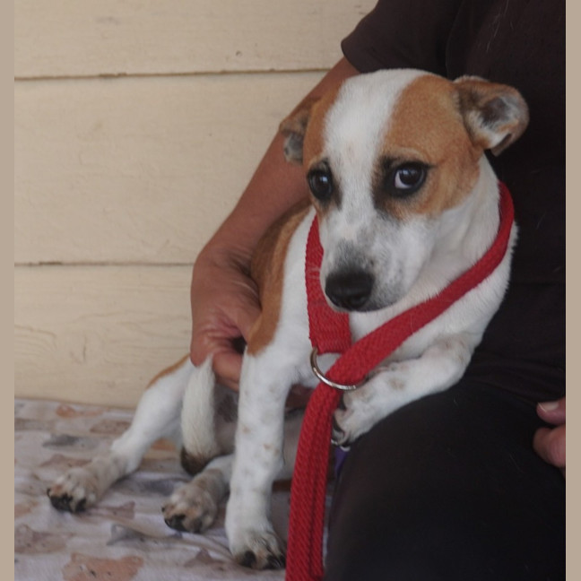Photo of Cosmo
