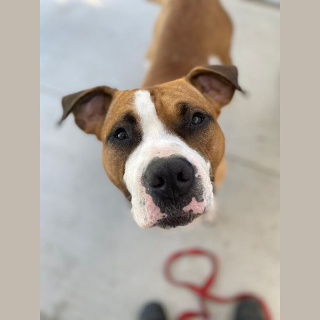 Photo of Mambo