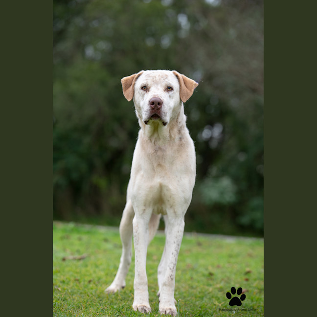 Photo of Bandit