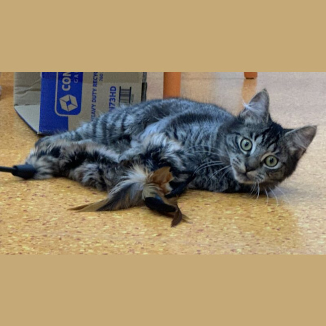 Photo of Fig