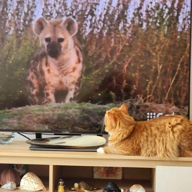 Photo of Claude 🦁🐈