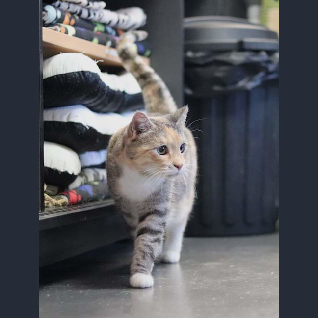 Photo of Amber