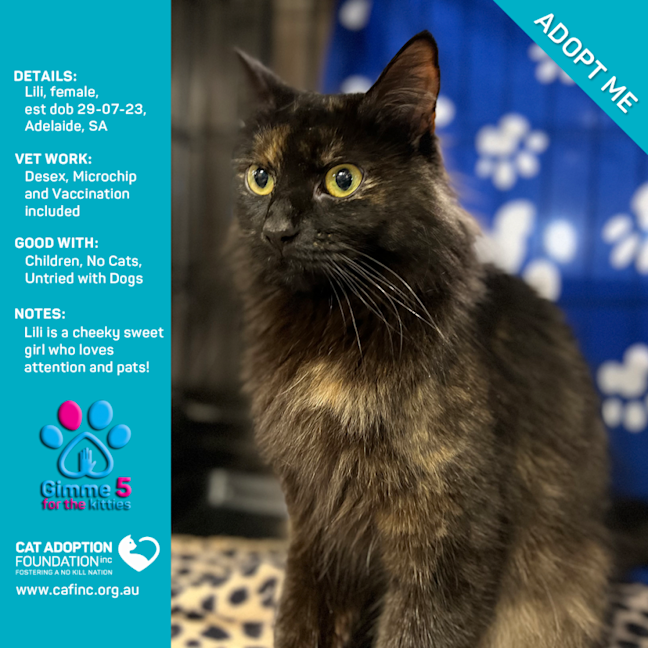 Photo of Lili Only $39 Limited Time!