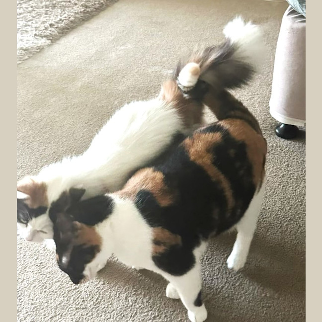 Photo of Rosie & Callie Need Another Chance