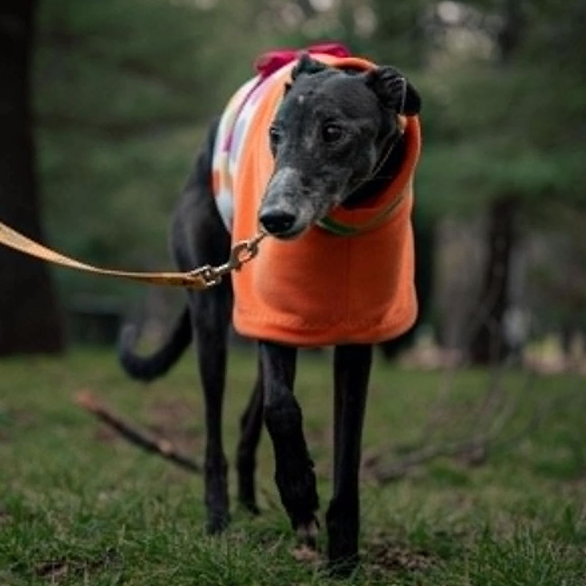 Photo of Jasper The Greyhound