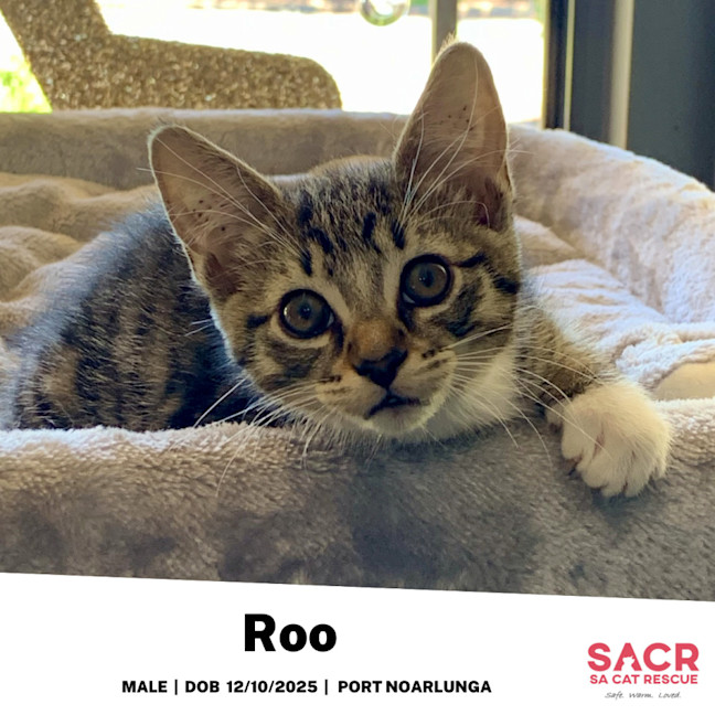 Photo of Roo