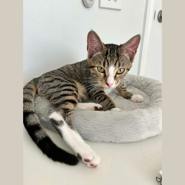 Photo of Donner *9 Lives Project Rescue*