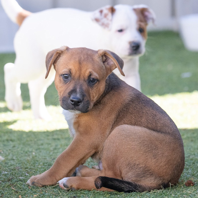 Photo of Bullet