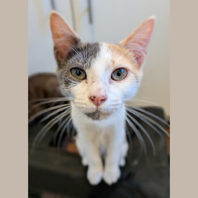 Photo of Pippin