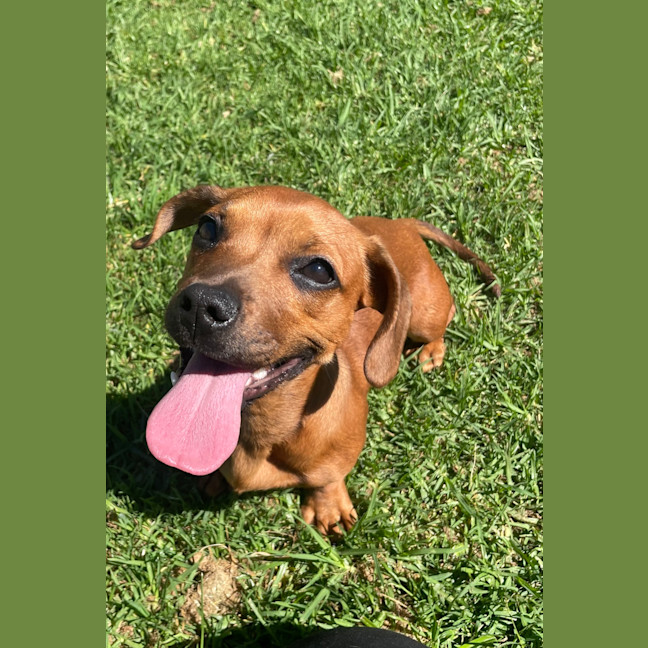 Photo of Ruby