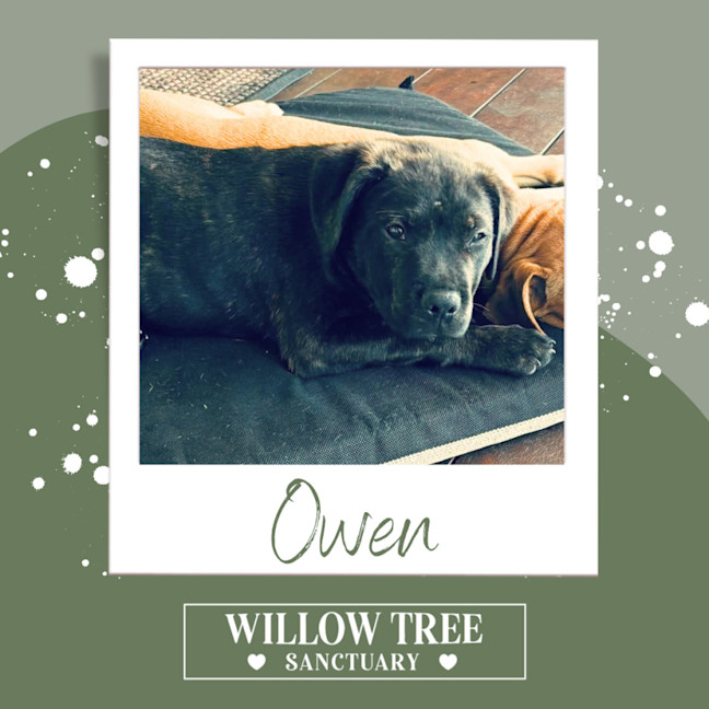 Photo of Owen